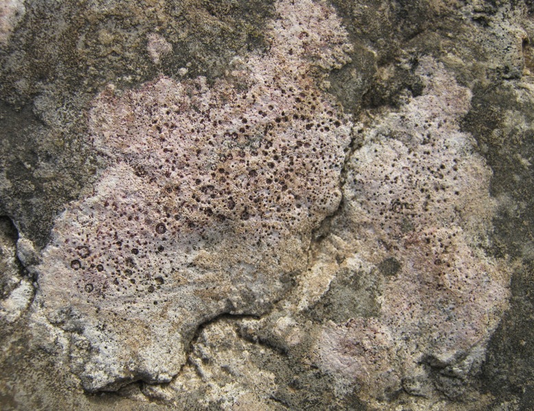 Un altro lichene rosa